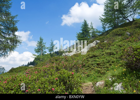 alpine landscape on summer with rhododendron flowers Stock Photo