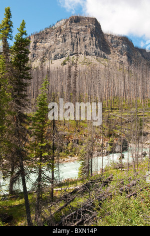 Tokkum Creek and site of 2003 forest fire at Marble Canyon, Kootenay National Park, Rocky Mountains, British Columbia, Canada Stock Photo