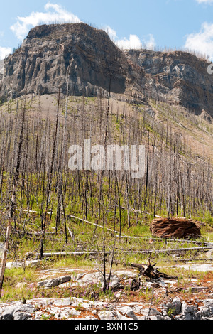 2003 forest fire zone at Marble Canyon, Kootenay National Park, Rocky Mountains, British Columbia, Canada Stock Photo