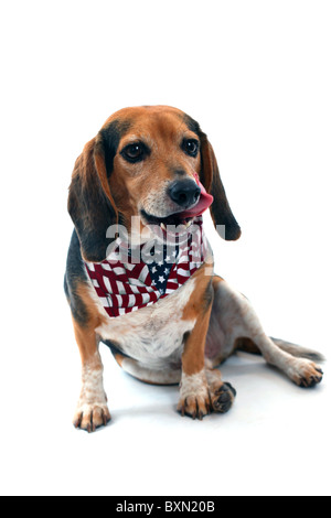 Studio shot of a funny beagle dog with tongue out and flag bandanna Stock Photo