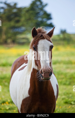 Traditional Irish skewbald paint horse in buttercup meadow near Kilmore, Ireland Stock Photo