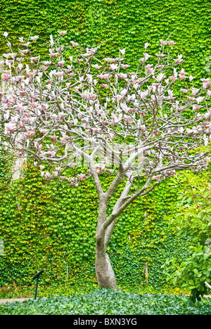 Flowering tree in front of ivy covered wall Stock Photo