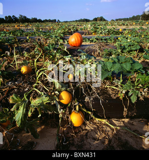 PUMPKINS ON RAISED BEDS COVERED WITH PLASTIC IN THE FALL / ATHENS, GEORGIA Stock Photo