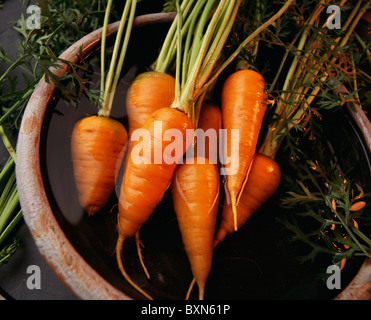 CARROT (DAUCUS CAROTA) SHORT 'N SWEET 4 CARROTS ARE BRIGHT ORANGE AND SWEET FLAVORED. ORGANICALLY GROWN. STUDIO GARDEN Stock Photo