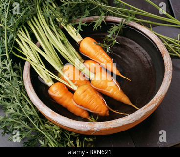 CARROT (DAUCUS CAROTA) SHORT 'N SWEET; 4 CARROTS ARE BRIGHT ORANGE AND SWEET FLAVORED / ORGANICALLY GROWN / STUDIO GARDEN Stock Photo