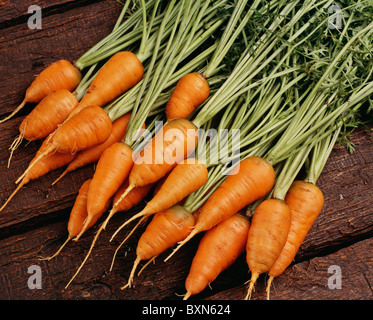 CARROT (DAUCUS CAROTA), SHORT 'N SWEET, 4 CARROTS ARE BRIGHT ORANGE AND SWEET FLAVORED. ORGANICALLY GROWN. / STUDIO GARDEN Stock Photo