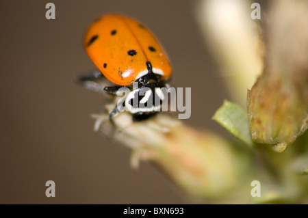 Convergent lady beetle (Hippodamia convergens) walking over a plant