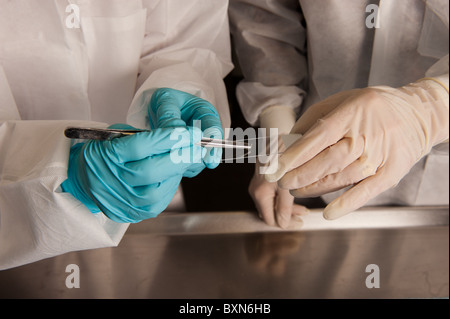 Necropsy Diagnostic lab at University of Maine Stock Photo