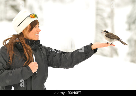 Girl holding a Gray Jay bird Stock Photo