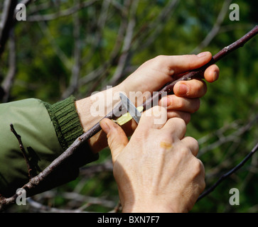GRAFTING (APPLE) TREE (2) USING SHARP POCKET KNIFE, CUT SCION TO A POINT TO BE INSERTED INTO V-CUT OF STOCK Stock Photo
