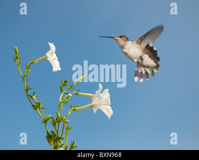 Tiny female Hummingbird getting ready to feed on a beautiful white Petunia against clear blue skies