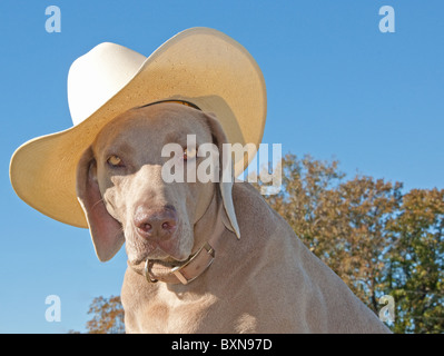 Humorous image of a Weimaraner dog with a cowboy hat against clear blue skies Stock Photo