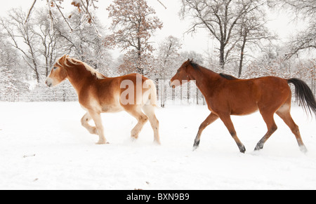 Two horses trotting and playing in snow Stock Photo