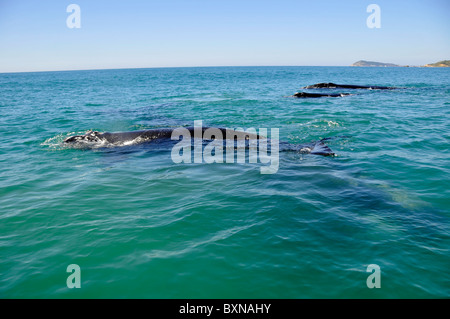 Southern right whales, Eubalaena australis, underwater near coast, Imbituba, Santa Catarina, Brazil, South Atlantic Stock Photo