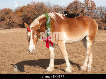 Cute image of a huge Belgian Draft horse wearing a Christmas wreath and a bow in his forelock, his little kitty cat friend ridin Stock Photo