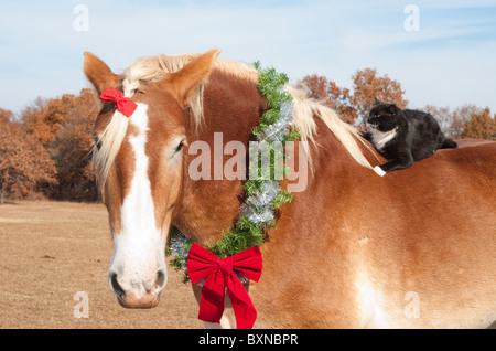 Close up image of a large Belgian Draft horse wearing a Christmas wreath around his neck, with his tiny kitty cat friend riding Stock Photo