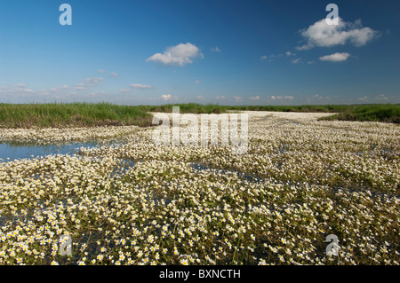 Common Water-crowfoot, White water-crowfoot (Ranunculus aquatilis). Flowering plants on a coastal grazing marsh Stock Photo