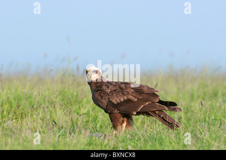 Western Marsh Harrier (Circus aeruginosus). Adult female standing on grass with prey. Stock Photo