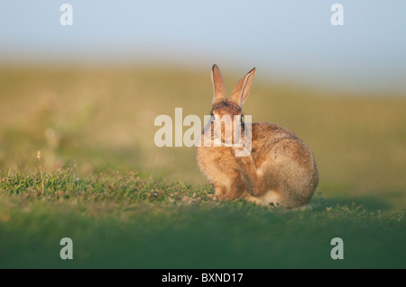 European Rabbit (Oryctolagus cuniculus). Young grooming in evening sunlight, North Kent Marshes, Kent, England. Stock Photo