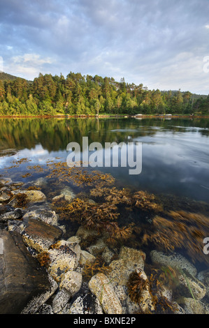 Norwegian fjord rocky shore and forest in the afternoon light Stock Photo