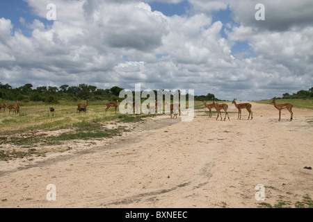 Herd of impalas on the runway at Sabie Sand - South Africa Stock Photo