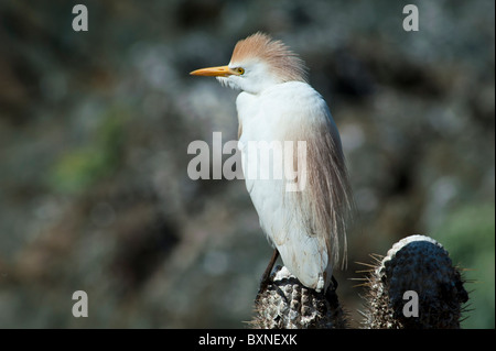 Cattle Egret standing on Cactus where they are breeding Stock Photo