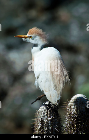 Cattle Egret standing on Cactus where they are breeding Stock Photo