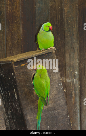 Indian Ringneck Parakeet Psittacula krameri manillensis World of Birds Cape Town South Africa Captive