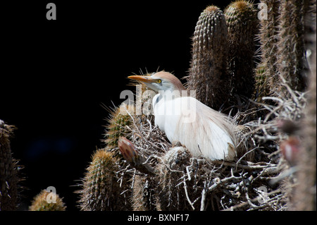 Cattle Egret in his nest Breeding on a Cactus Stock Photo