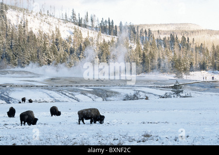 Bison Bison bison buffalo Small group of Bison standing on the banks of ...