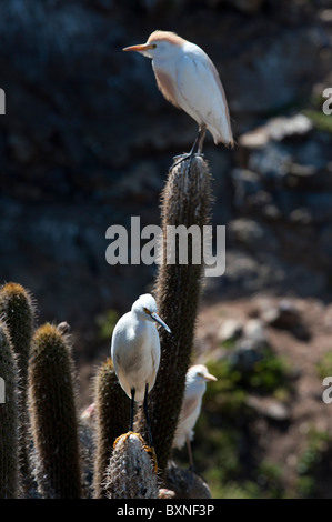 White Heron and Cattle Egret standing on a Cactus in Pichidangui Chile Stock Photo