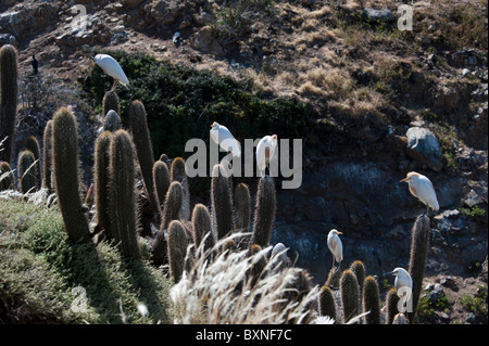 Cattle Egret standing on Cactus where they are breeding Stock Photo