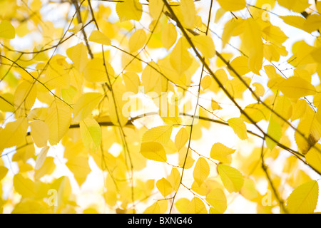 View from below of bright yellow alder tree leaves on background of autumnal sky Stock Photo