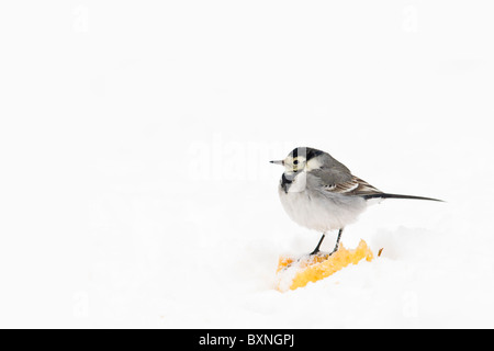 Pied Wagtail perched on half eaten apple in snow Stock Photo