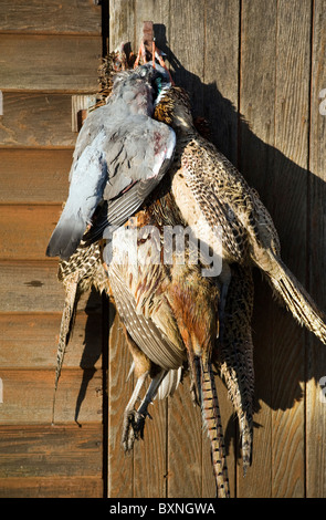 dead pigeons and pheasants hanging on shed door Stock Photo