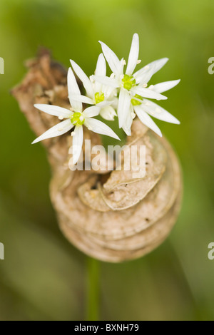 Bärlauch - bear's garlic Stock Photo