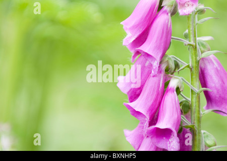 Common foxglove, Digitalis purpurea. Lake District, UK Stock Photo