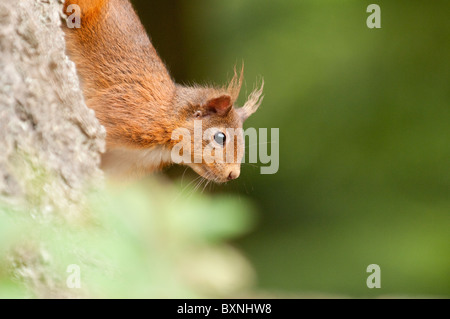 Red Squirrel, Sciurus vulgaris. Lake District, UK Stock Photo