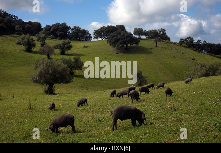 Spanish Iberian pigs, the source of Iberico ham known as pata negra, graze in a daisy field in Prado del Rey, Cadiz, Spain. Stock Photo