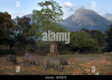 Spanish Iberian pigs, the source of Iberico ham known as pata negra, graze in a daisy field in Prado del Rey, Cadiz, Spain. Stock Photo