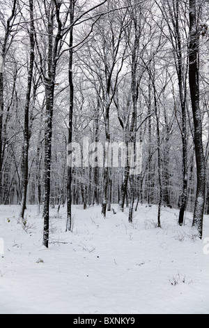 Beautiful winter landscape in the forest, vertical, black and white. Stock Photo