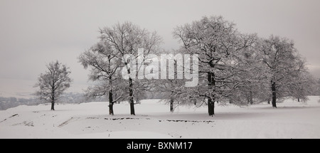 Beautiful panoramic landscape in winter of oaks covered with snow in the countryside, Romania. Stock Photo