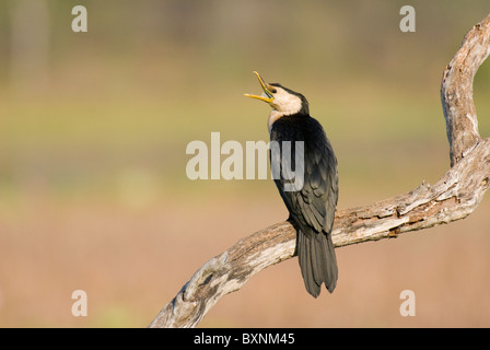 Little pied cormorant  Microcarbo melanoleucos melanoleucos Stock Photo