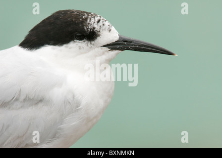 New Zealand white-fronted tern Sterna striata Stock Photo