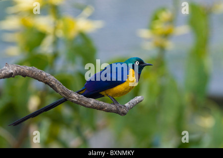 Golden-Breasted Starling (Cosmopsarus regius), World of Birds, Cape Town, South Africa Stock Photo