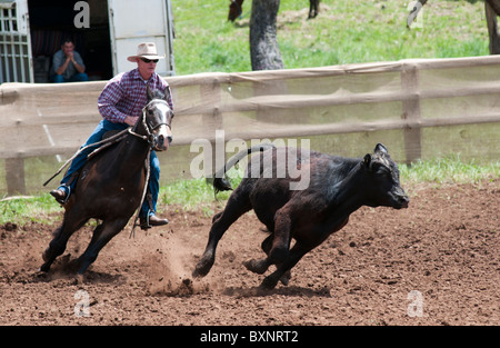A cowboy demonstrates his skill in cutting out cattle at the Ebor annual camp draft competition near Armidale New South Wales Stock Photo