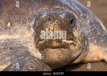 Olive Ridley Turtle on Ostional beach to lay eggs during arribada Stock Photo