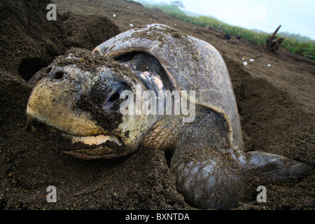 Olive Ridley Turtle laying eggs on Ostional beach during arribada Stock Photo