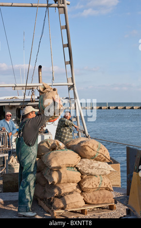 Oyster harvest, crew unloading bagged oysters from boat, Stock Photo