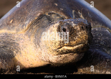 Olive Ridley Turtle on Ostional beach to lay eggs during arribada Stock Photo